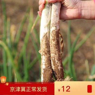 新鲜蔬菜铁杆大葱500克密云新款中国大陆食用农产品本地